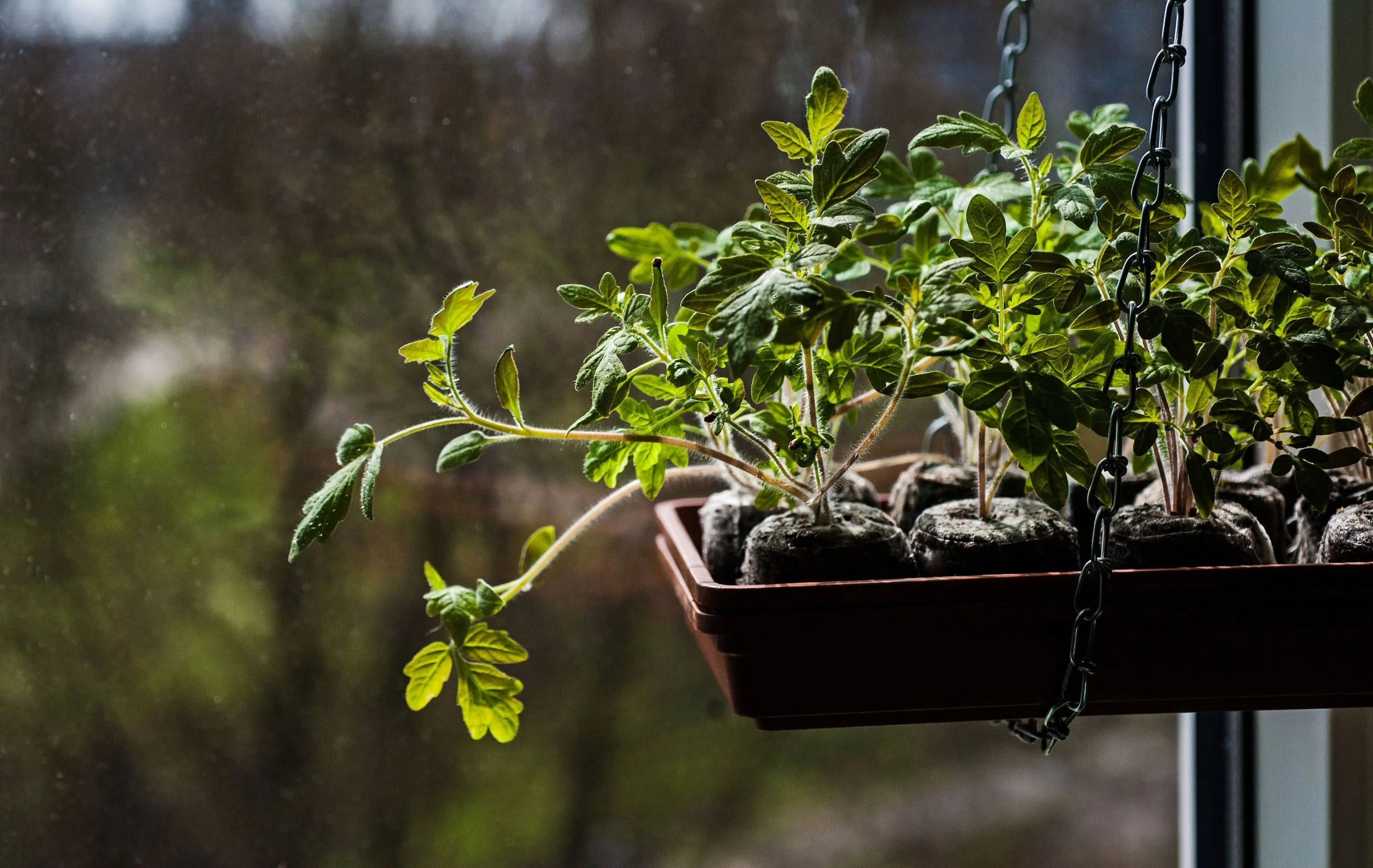 Best grow light 2024 for tomato seedlings